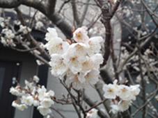 ���̎ʐ^�ł�