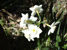 ����̎ʐ^�ł�