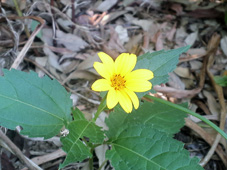 ���F�̉Ԃł�